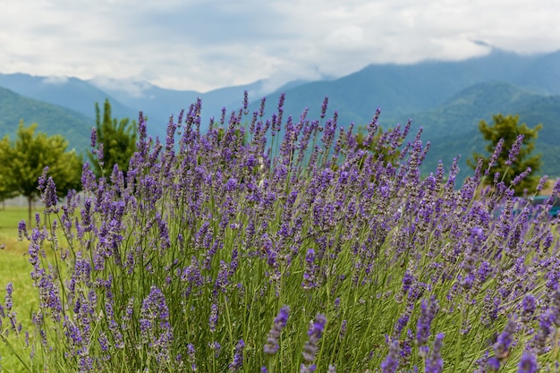 Lavande sur fond de montagnes et de ciel Géorgie Lavande contre