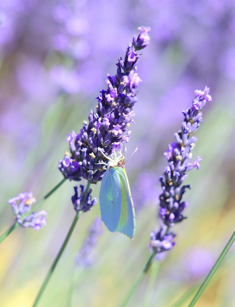 Lavande et papillon