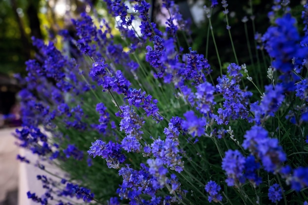 Lavande parfumée pourpre lilas français et haute herbe de jeune fille ornementale à côté de l'allée de pierres