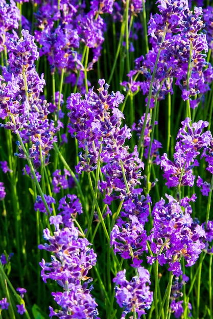 Lavande, plantes ornementales précieuses