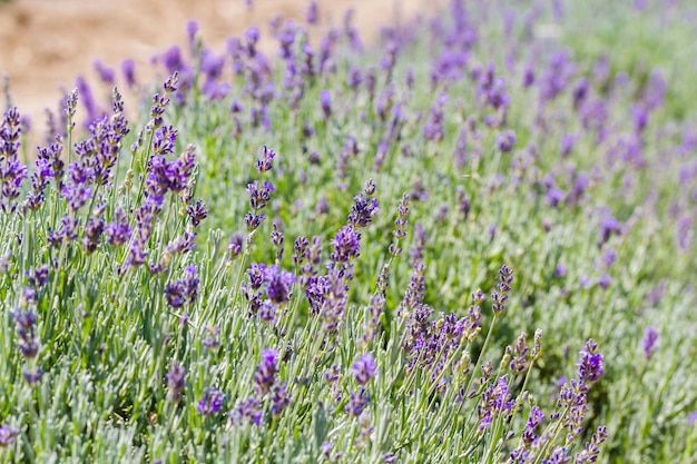 Lavande en pleine floraison sur la lavande ferme.