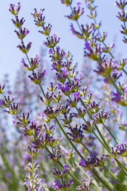 Lavande en pleine floraison sur la lavande ferme.