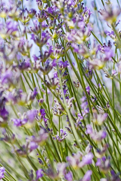 Lavande en pleine floraison sur la lavande ferme.