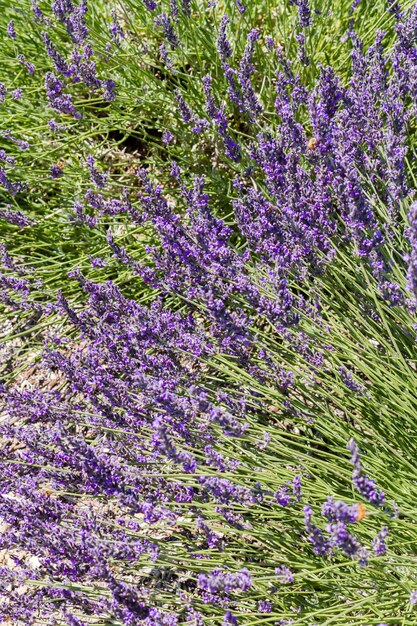 Lavande en pleine floraison sur la lavande ferme.