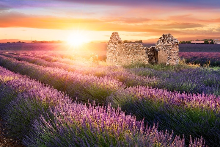Photo lavande en provence au coucher du soleil