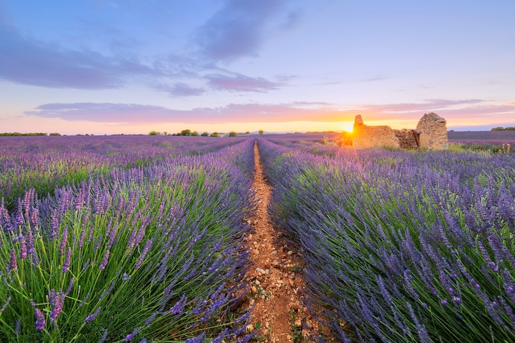 Photo lavande violette déposée à valensole au coucher du soleil. france.