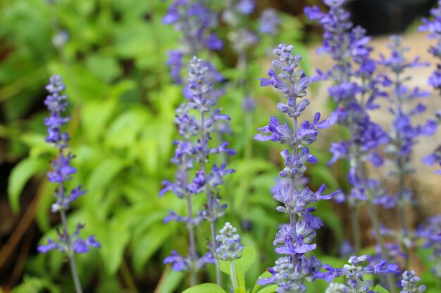 Photo la lavande violette en fleurs dans le jardin