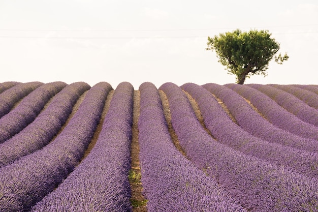 Des lavandes à la ferme contre un ciel dégagé