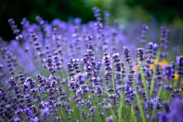 Des lavandes en fleurs à l'extérieur