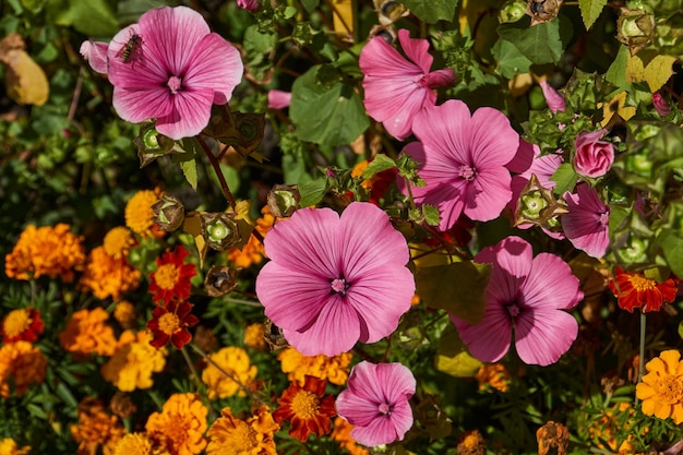 Lavatera lat Lavatera fleurit sur la pelouse du jardin