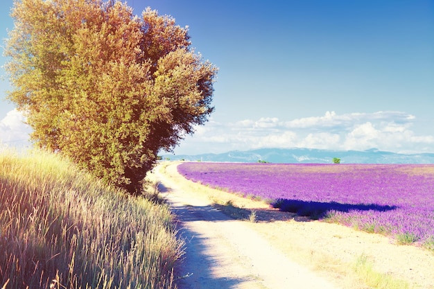 Lavender Field