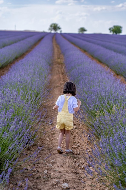 Lavender Field