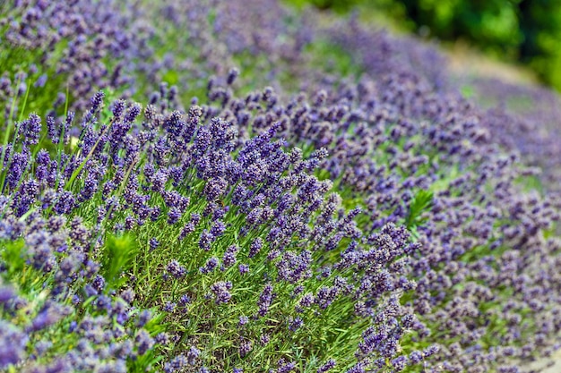 Lavender Field