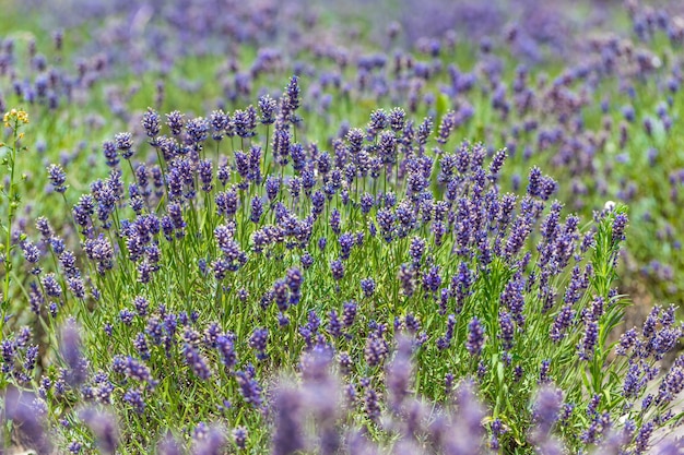 Lavender Field