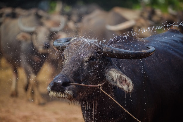 laver le buffle de Thaïlande