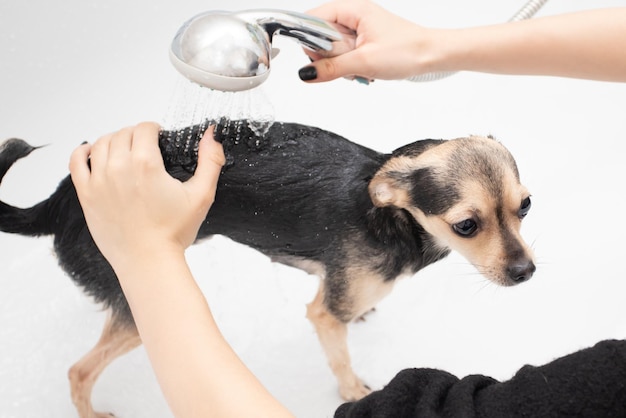 Laver le chien Fille mousse toy terrier à la maison dans la salle de bain