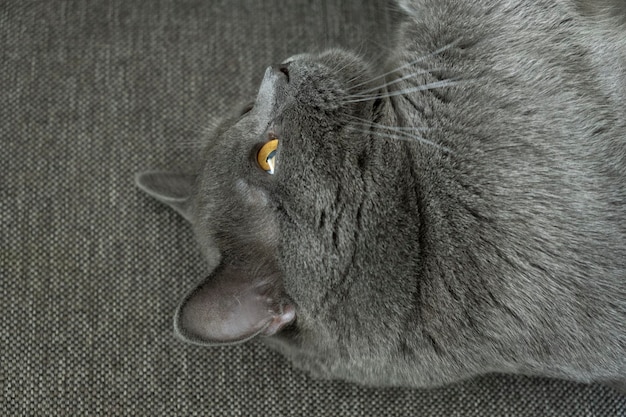 Lazy British Short Hair cat dormir sur un canapé dans un appartement