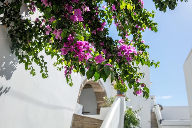 Île grecque Grèce architecture cycladique bougainvilliers roses maison blanche ciel bleu journée ensoleillée