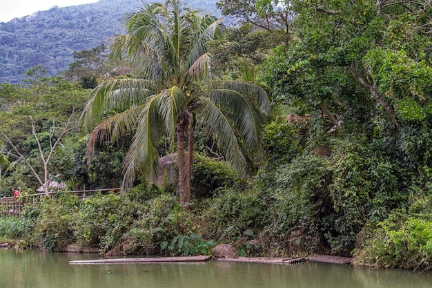 Île de la jungle chinoise de Hainan