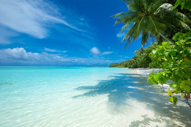 Île des Maldives avec plage de sable blanc et mer