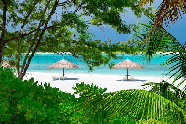 Île des Maldives avec plage