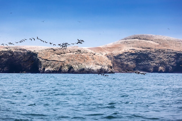 Île et nuée d'oiseaux