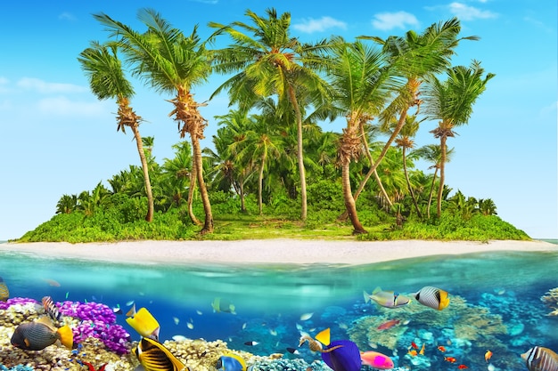 Île tropicale dans l'atoll de l'océan tropical et monde sous-marin merveilleux et magnifique avec coraux et poissons tropicaux.
