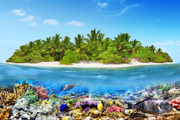 Île tropicale dans l'atoll de l'océan tropical et monde sous-marin merveilleux et magnifique avec coraux et poissons tropicaux.