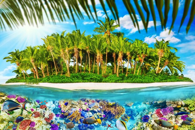 Île tropicale dans l'océan et beau monde sous-marin