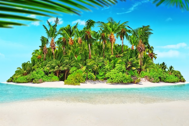 Île tropicale entière dans l'atoll de l'océan Indien. Île subtropicale inhabitée et sauvage avec des palmiers. Sable vierge sur une île tropicale.