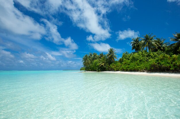 Île tropicale des Maldives avec plage de sable blanc et mer