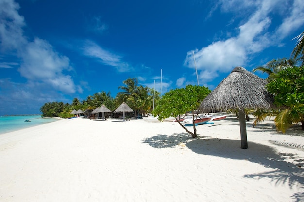 Île tropicale des Maldives avec plage de sable blanc et palmier de mer