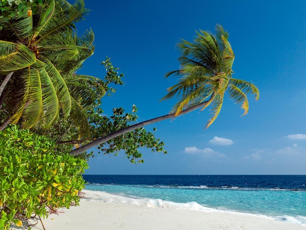 Île tropicale paradisiaque Maldives Océan Indien