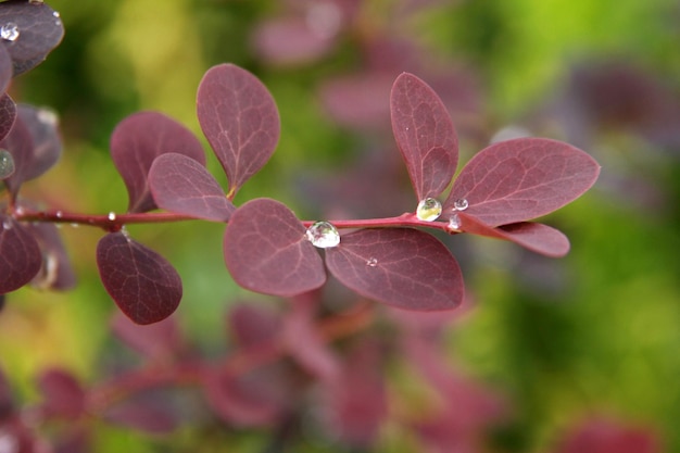 Leaf background