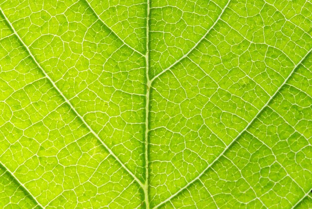 Leaf background