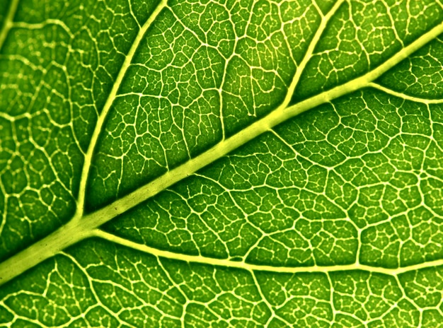 Leaf background