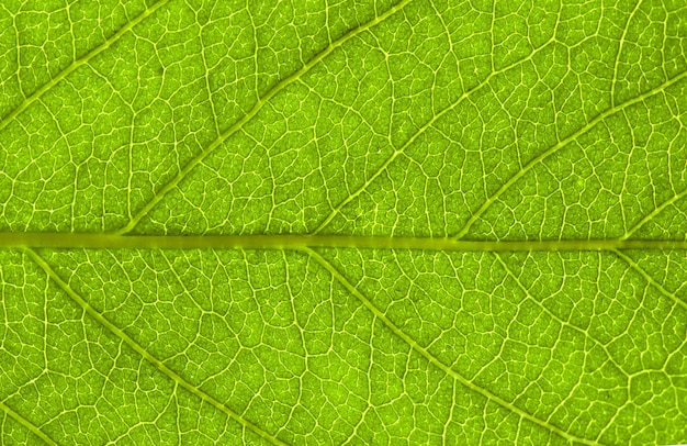 Leaf background