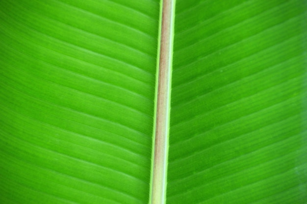 Leaf background