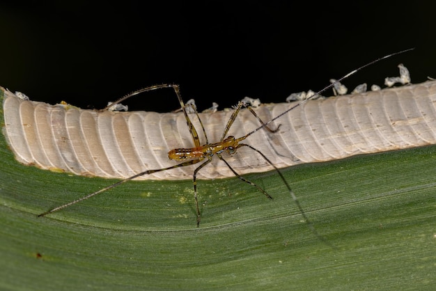 Leaf Katydid nymphe et oeufs