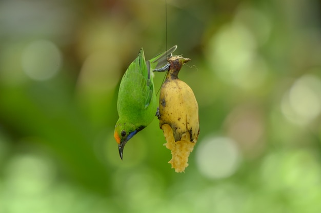 Photo leafbird à tête dorée, oiseau de couleur verte.