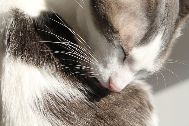 Léchage de chat blanc