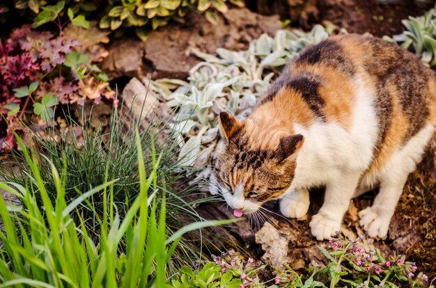 Lécher le chat tricolore avec la langue savoureuse ou chat calico est assis dans le jardin