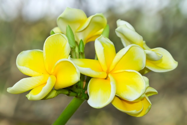 Leelawadee jaune dans le jardin