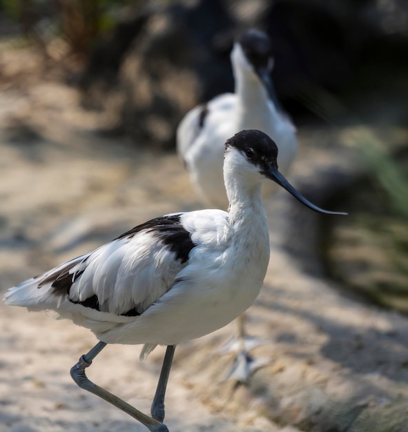 Élégance et grâce des oiseaux au long nez