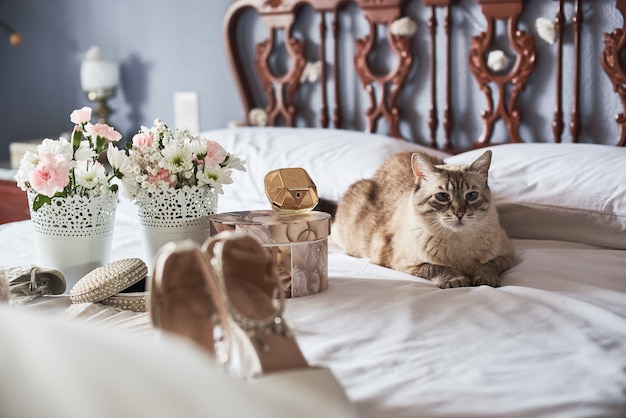 Élégantes chaussures de mariée blanches, parfum, fleurs, bijoux et chat sur un lit.