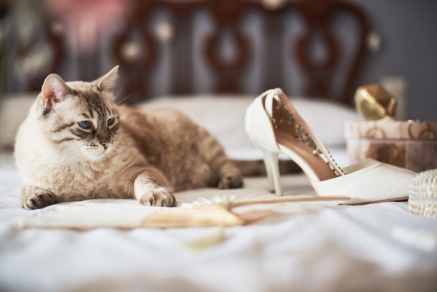 Élégantes chaussures de mariée blanches, parfum, fleurs, bijoux et chat sur un lit.