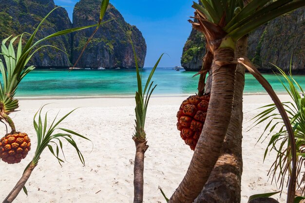 Photo la légendaire plage de la baie maya sans personnes avec une belle plage de sable eau turquoise claire et vue rapprochée sur le palmier à fruits pandan tectorius patrimoine mondial de l'unesco