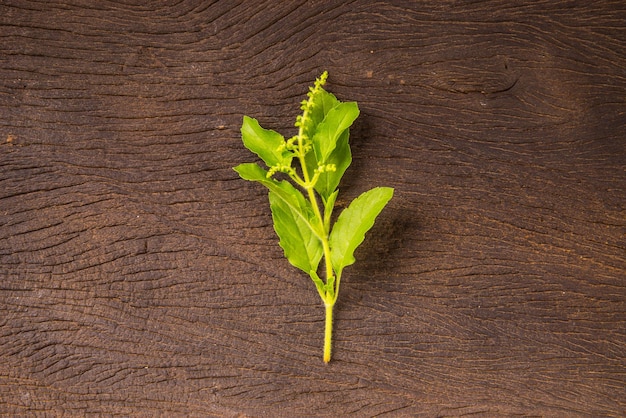 Légume basilic sur fond de bois