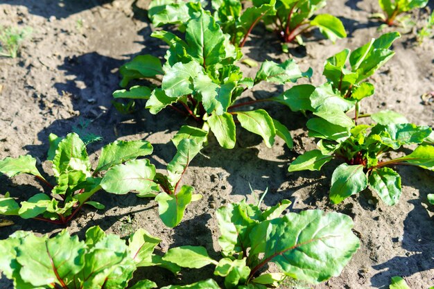 Le légume de betterave pousse dans le jardin dans le fond organique du sol Concept d'eco sain