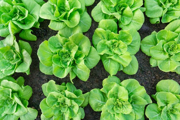 Légume beurre frais bio sur fond vue de dessus